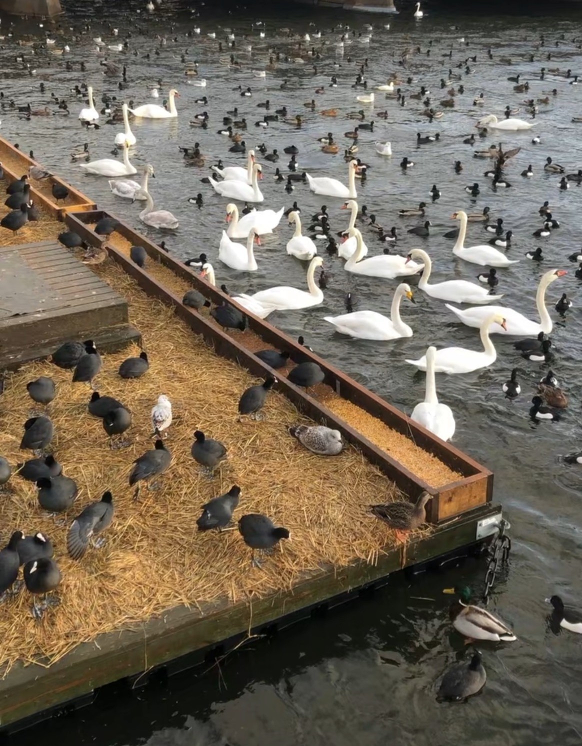 Fåglar vid Strömmen i Stockholm.