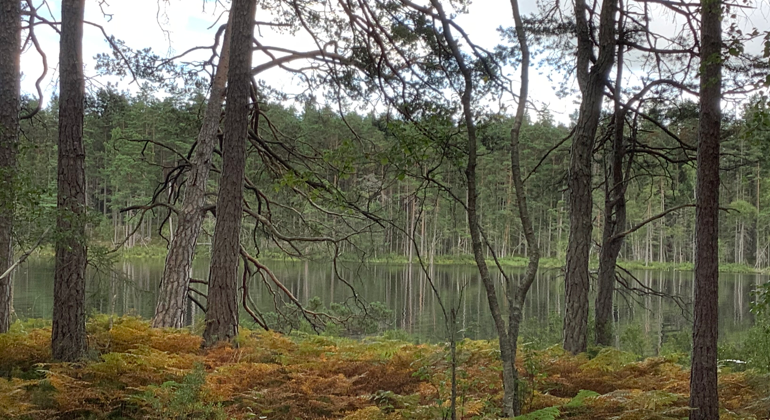 Gamla tallar vid Grävstasjön i Uddabergets naturreservat.