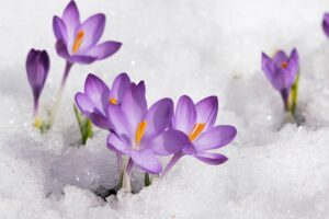 Krokusar i snön