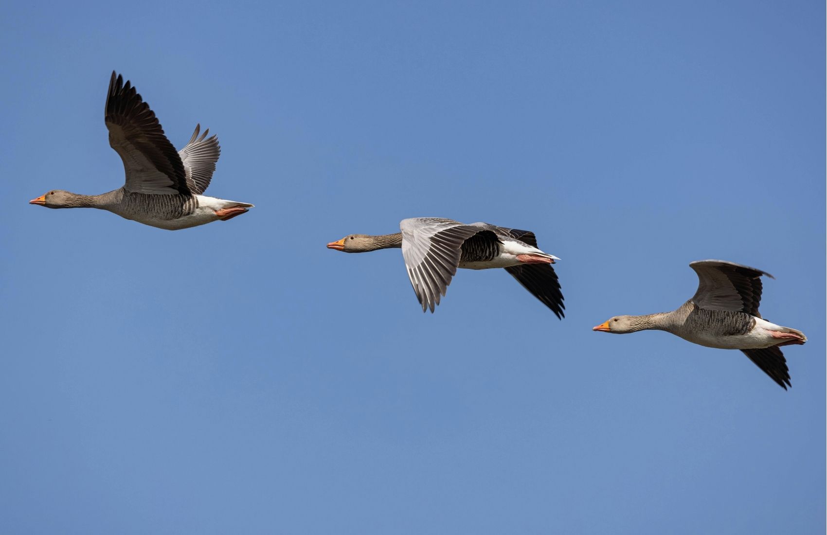 Grågäss som flyger