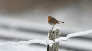 En rödhake sitter på ett staket med snö