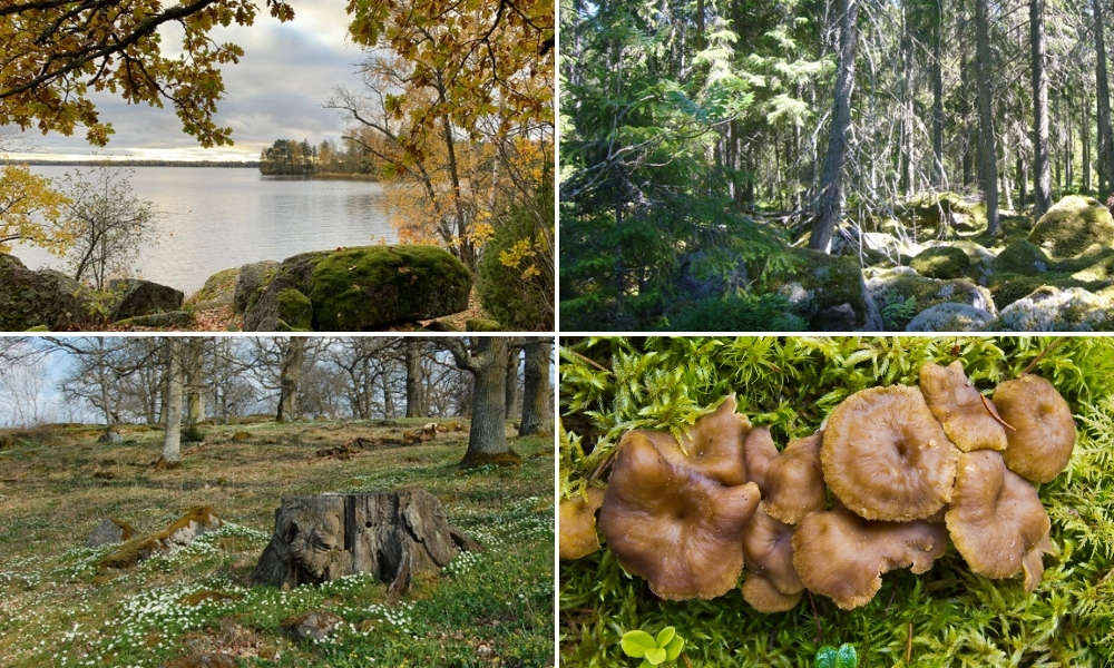Bilder från naturreservaten Hasselhorn, Tre backar och Norra Malma och trattkantareller.