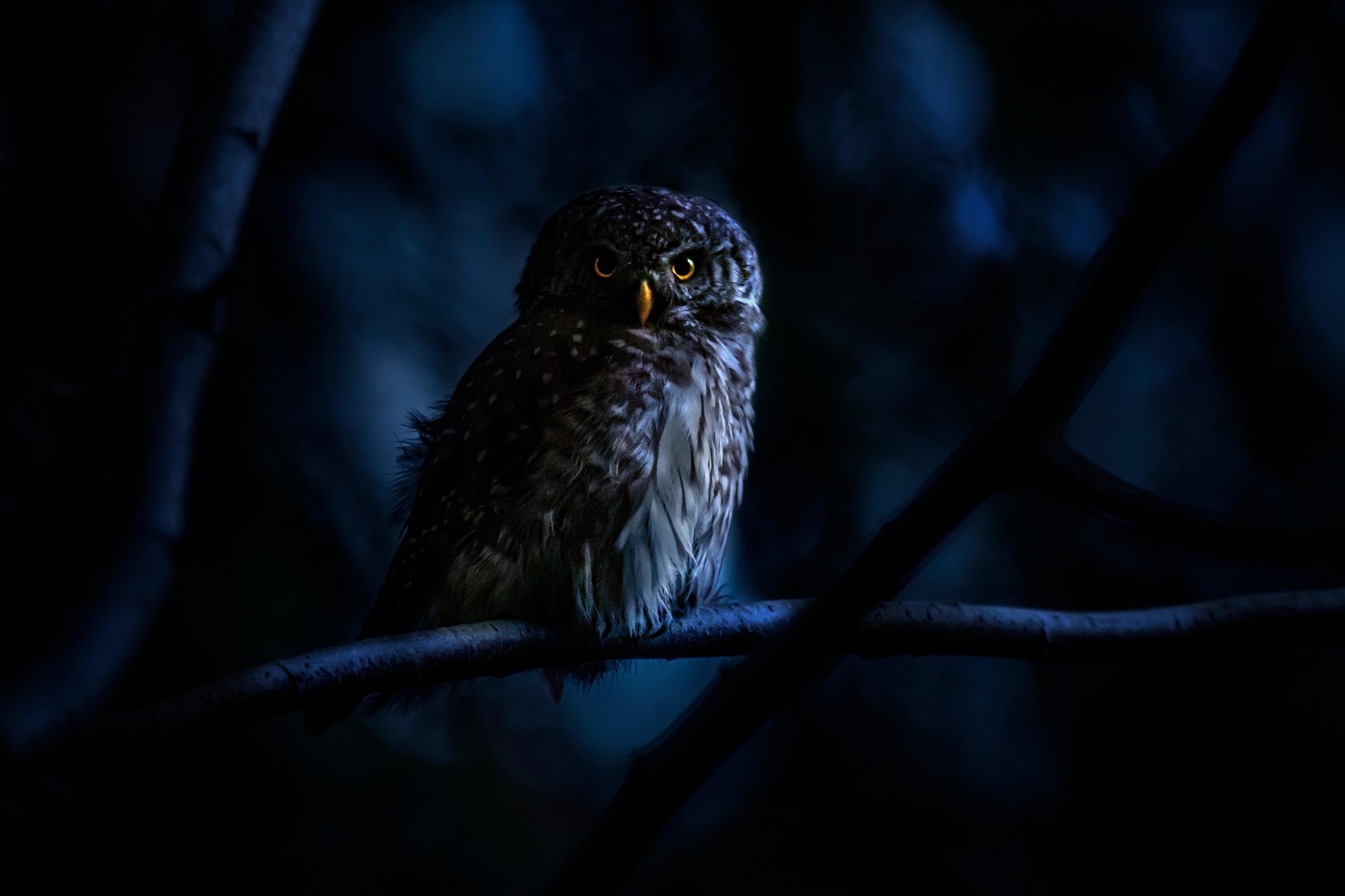 uggla i mörker