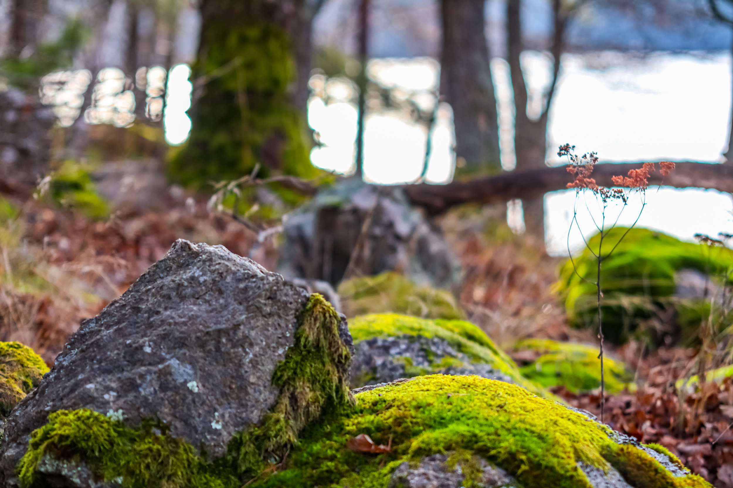 Stenar och träd med vatten i bakgrunden