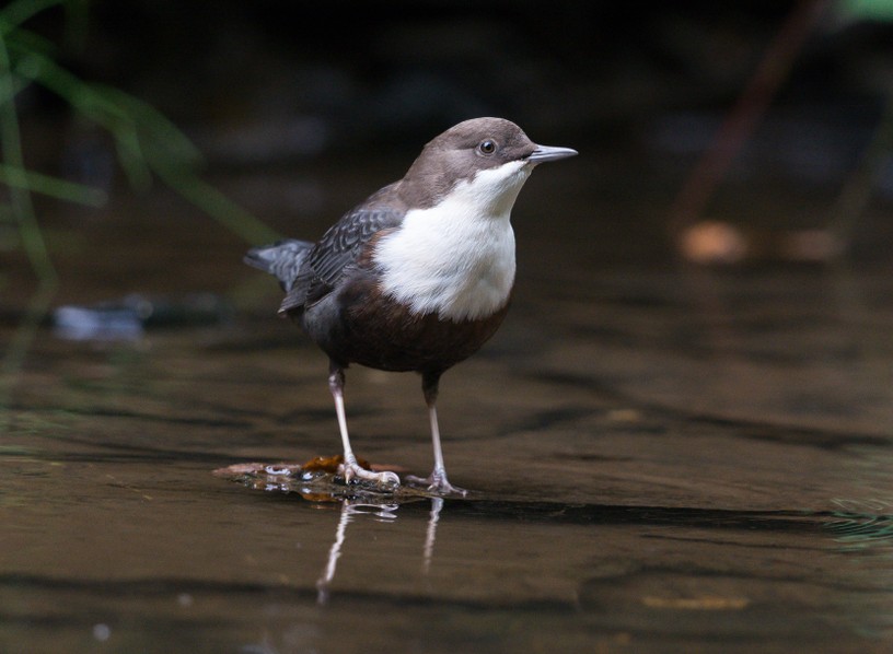 En strömstare i vatten